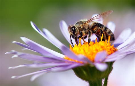 Bees and Pollination in the Philippines: .